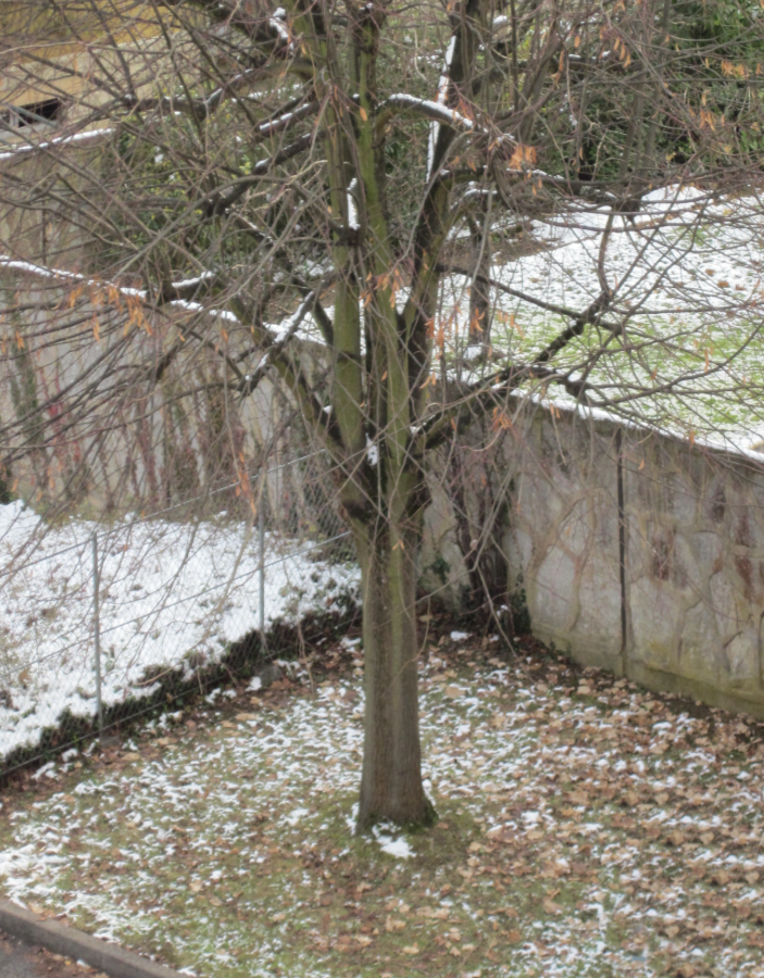 Jardin avant entretien - État initial avant intervention arboriste Val-de-Marne (94)
